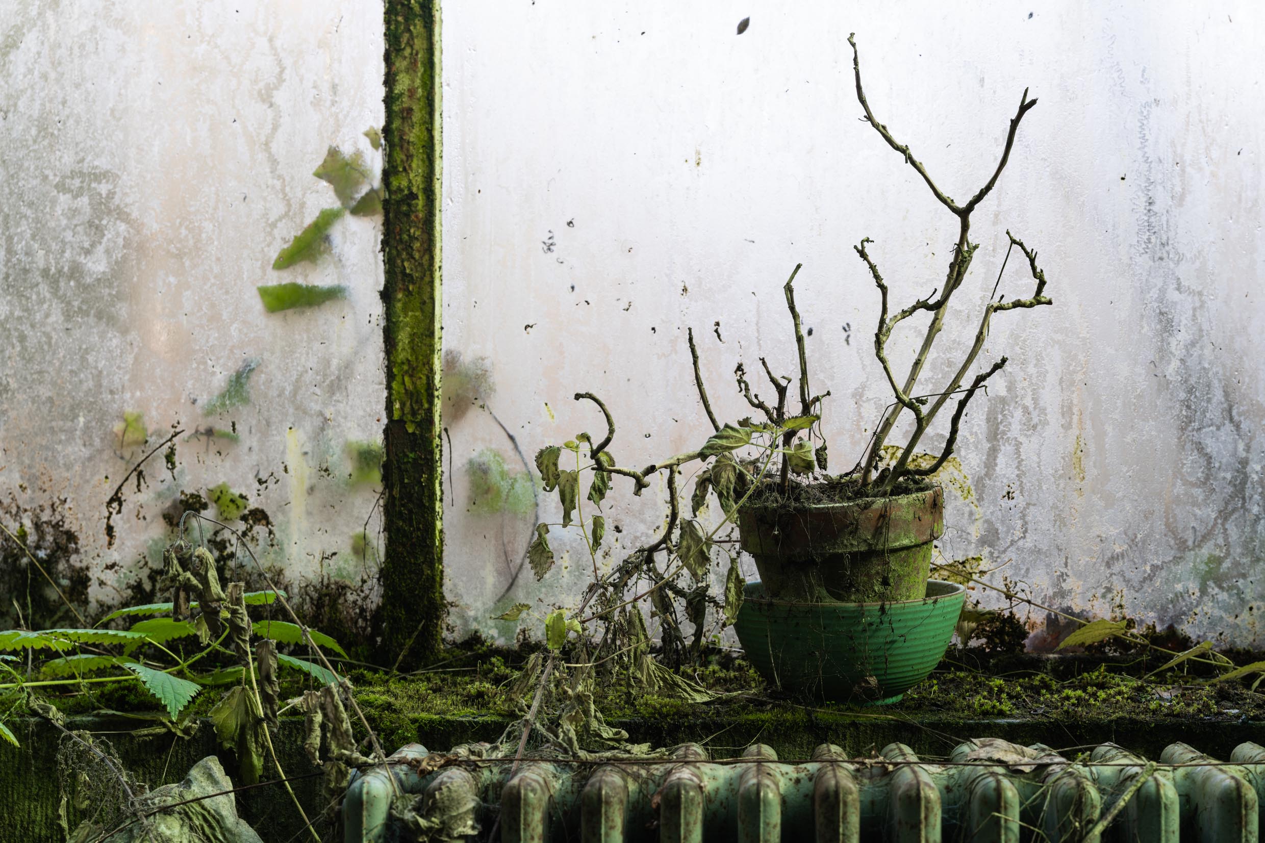 Verdant Veranda Verdant Veranda